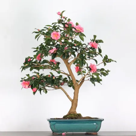 CAMELIA D'AUTOMNE "SASANQUA" 2-7