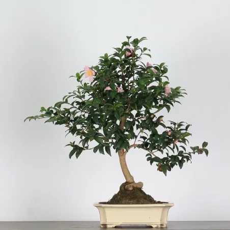 CAMELIA D'AUTOMNE "SASANQUA" 2-8