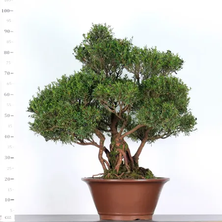 image supplémentaire - BONSAI MYRTLE "Myrtus" 1-2