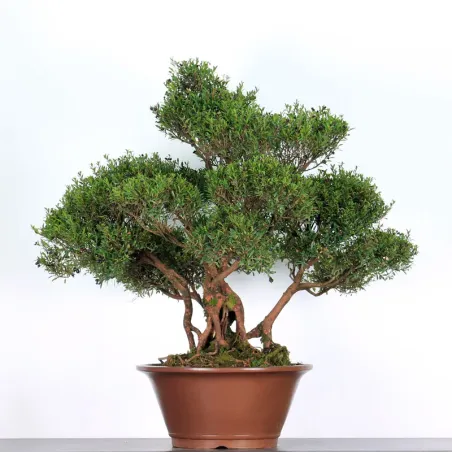 BONSAI MYRTLE "Myrtus" 1-2