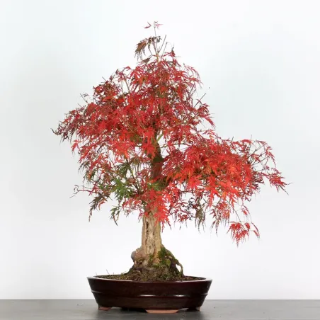 Bonsai Erable Palmatum Seiryu ASE-1-1