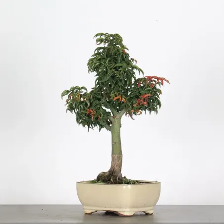 Bonsai Erable Palmatum Shishigashira AS-1-2