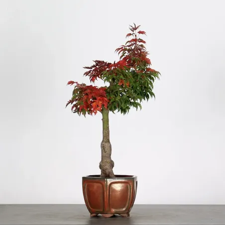 image supplémentaire - ACER SHISHIGASHIRA BONSAI 1-3