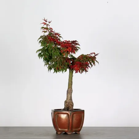 Palmatum Shishigashira Maple Bonsai AS-1-3