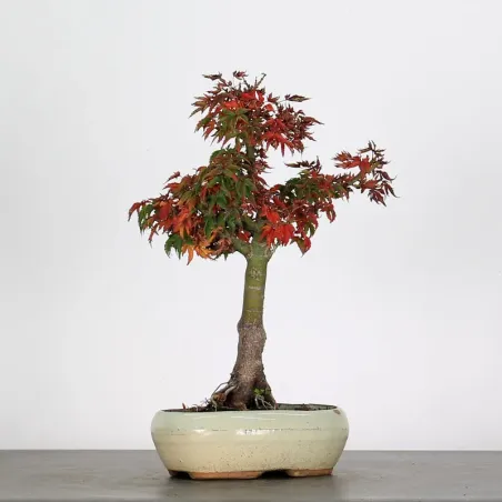 Bonsai Erable Palmatum Shishigashira AS-1-4