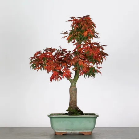 Érable "ACER SHISHIGASHIRA" 1-10