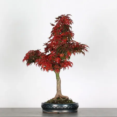 Érable "ACER SHISHIGASHIRA" 1-11