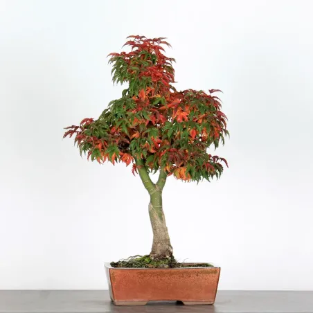 ACER SHISHIGASHIRA BONSAI 1-13