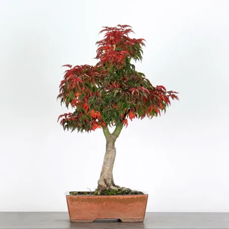 image supplémentaire - ACER SHISHIGASHIRA BONSAI 1-13