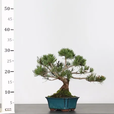 image supplémentaire - BONSAI PINUS MUGO 1-6