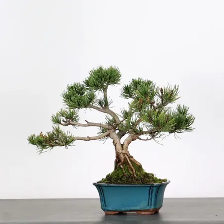 Pin mugo bonsai PM-1-6