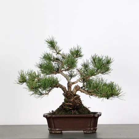 Mugo Bonsai Pine PM-1-8