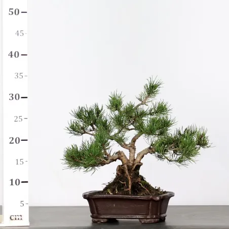 image supplémentaire - BONSAI PINUS MUGO 1-8