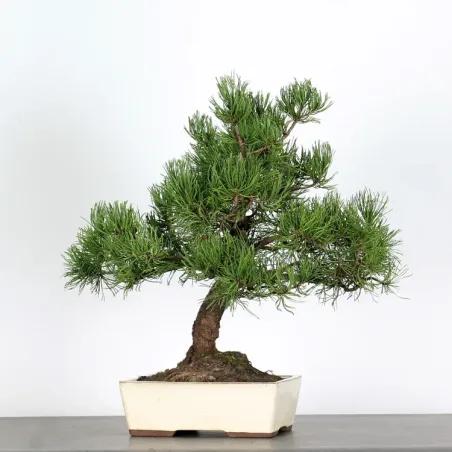 Pin mugo bonsai PM-1-9