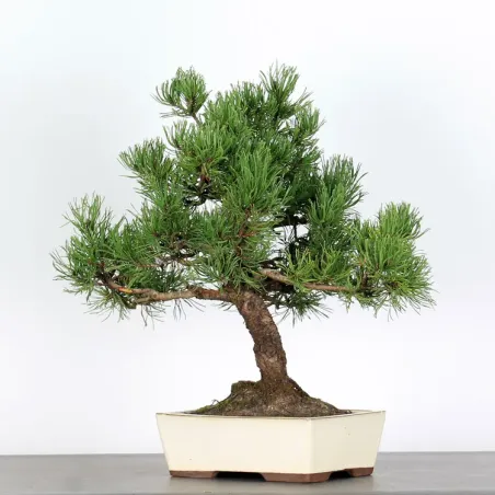 image supplémentaire - BONSAI PINUS MUGO 1-9