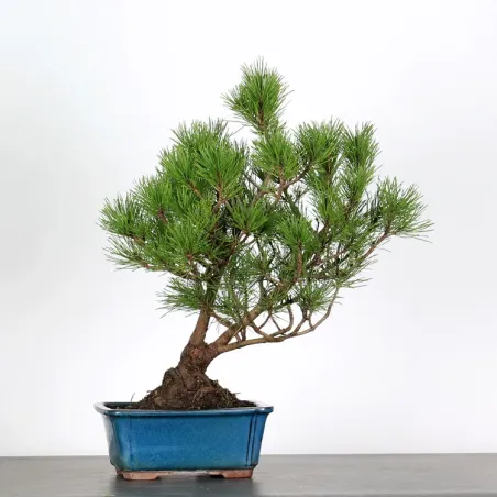 Mugo Bonsai Pine PM-1-12