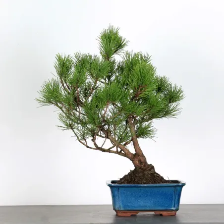 image supplémentaire - BONSAI PINUS MUGO 1-12