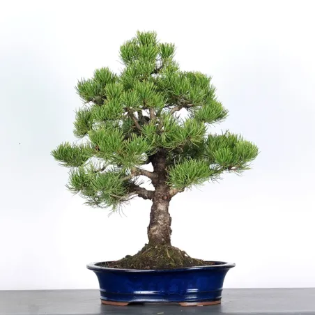 BONSAI PINUS MUGO 1-18