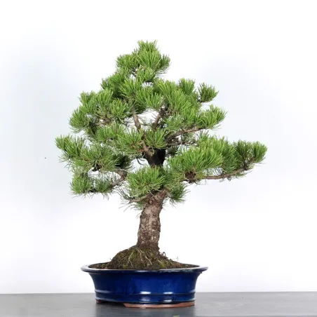 image supplémentaire - BONSAI PINUS MUGO 1-18