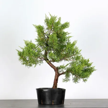 Bonsai Genévrier de Chine