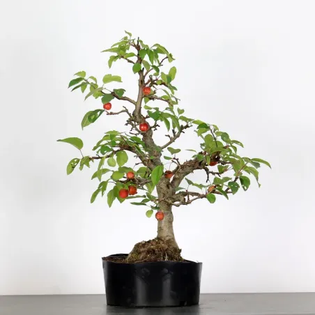 Bonsai Pommier