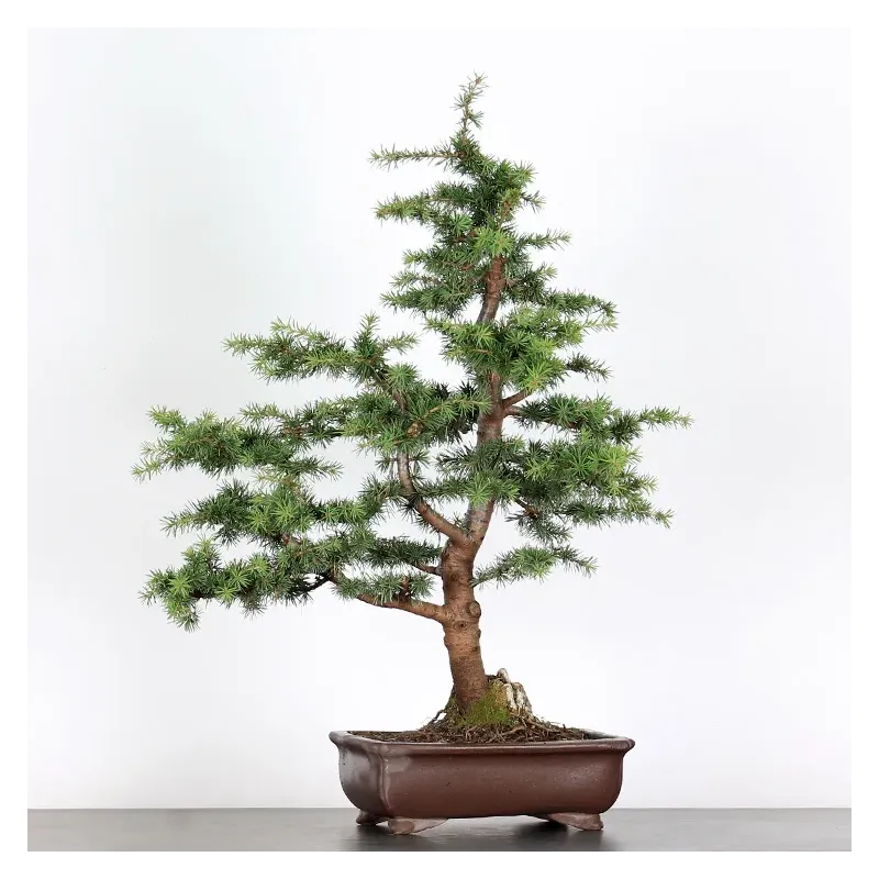 image supplémentaire - BONSAI "CEDRUS ATLANTICA" 1-11