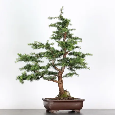 image supplémentaire - BONSAI "CEDRUS ATLANTICA" 1-11