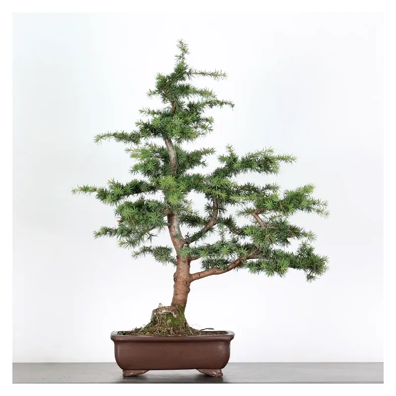 BONSAI "CEDRUS ATLANTICA" 1-11