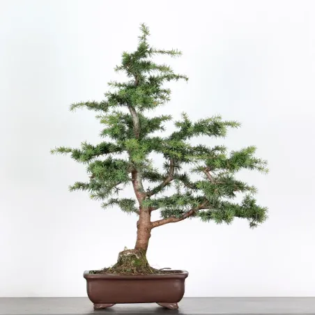 BONSAI "CEDRUS ATLANTICA" 1-11