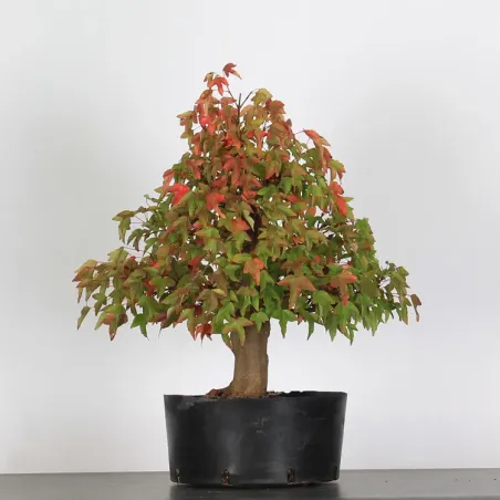 Bonsai Erable Burger AB-1-2