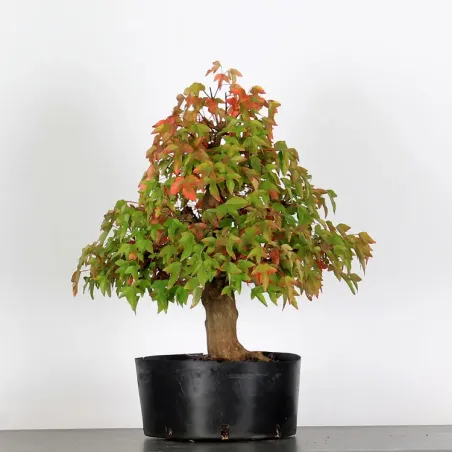 image supplémentaire - Érable "ACER BUERGÉRIANUM" 1-2