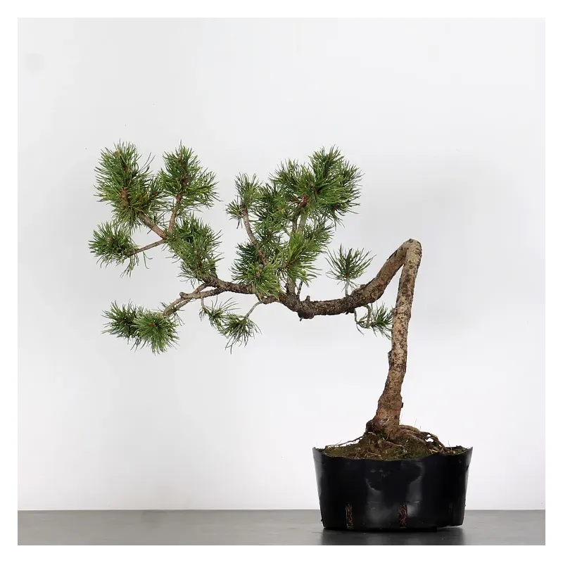 PREBONSAI "PINUS MUGO"n°1