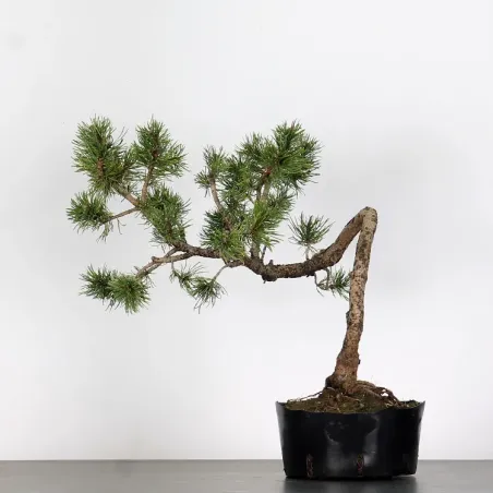 PREBONSAI "PINUS MUGO"n°1