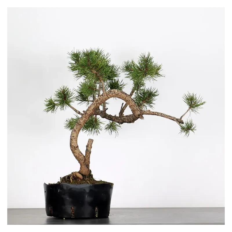 image supplémentaire - PREBONSAI "PINUS MUGO"n°1