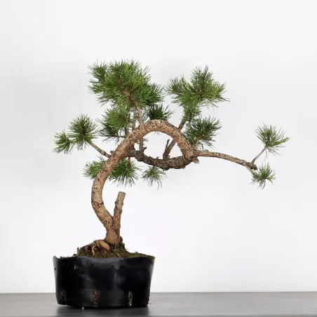 image supplémentaire - PREBONSAI "PINUS MUGO"n°1