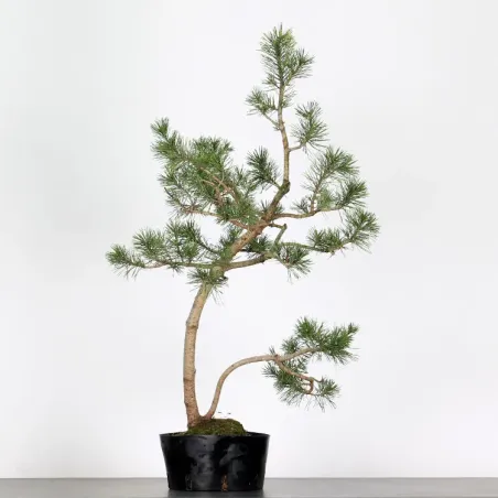 image supplémentaire - PREBONSAI "PINUS MUGO" n°4