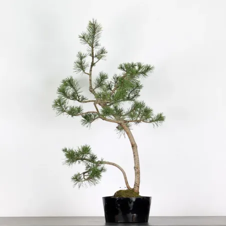 PREBONSAI "PINUS MUGO" n°4