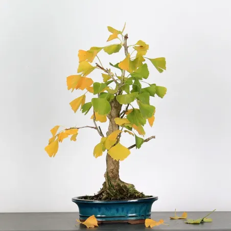 GINKGO BILOBA 2-1