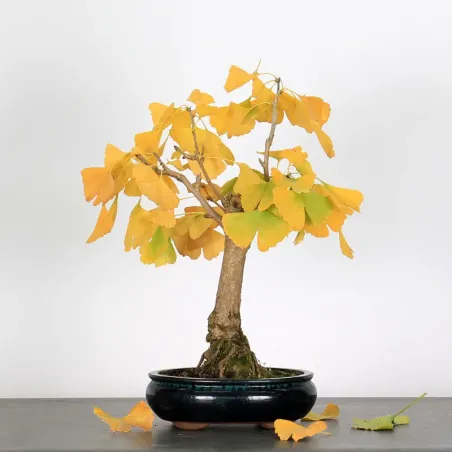 image supplémentaire - GINKGO BILOBA 1-5