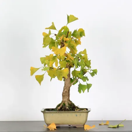 image supplémentaire - GINKGO BILOBA 1-10