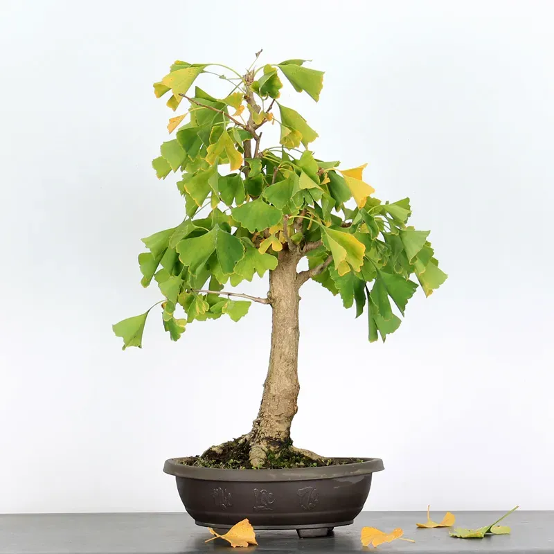 GINKGO BILOBA 2-2