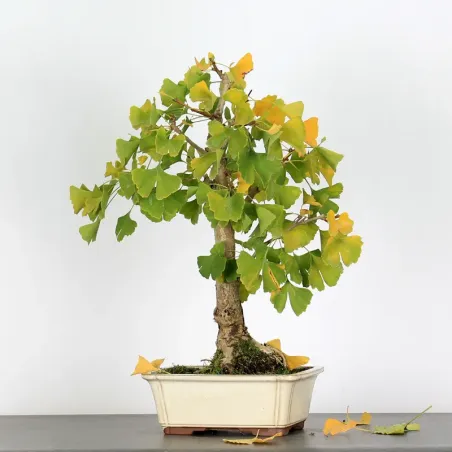 image supplémentaire - GINKGO BILOBA 2-3