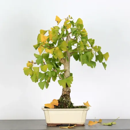 GINKGO BILOBA 2-3