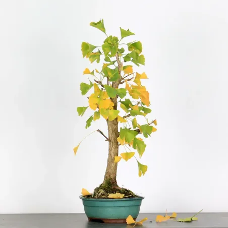 GINKGO BILOBA 2-4