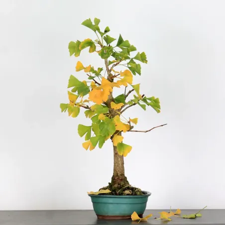 image supplémentaire - GINKGO BILOBA 2-4