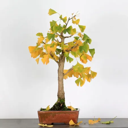 GINKGO BILOBA 2-6