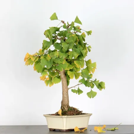 image supplémentaire - GINKGO BILOBA 2-7