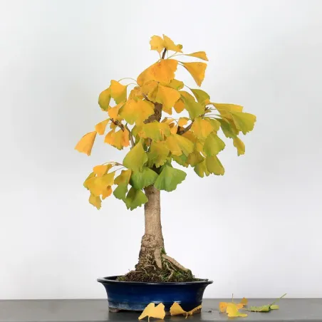 image supplémentaire - GINKGO BILOBA 2-11