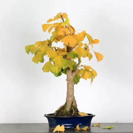 GINKGO BILOBA 2-11