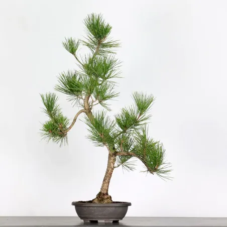 BONSAI PINUS THUNBERGII 1-10